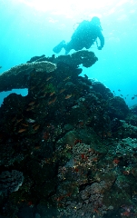 Bali 2016 - Corail - IMG_6025_rc